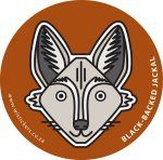 Black-Backed Jackal Wistickers - Black Backed Jackals