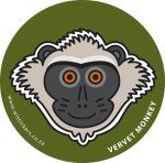 Vervet Monkey Wistickers - Vervet Monkey