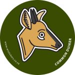 Common Duiker Wistickers - Common Duiker